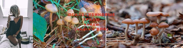винт Магас